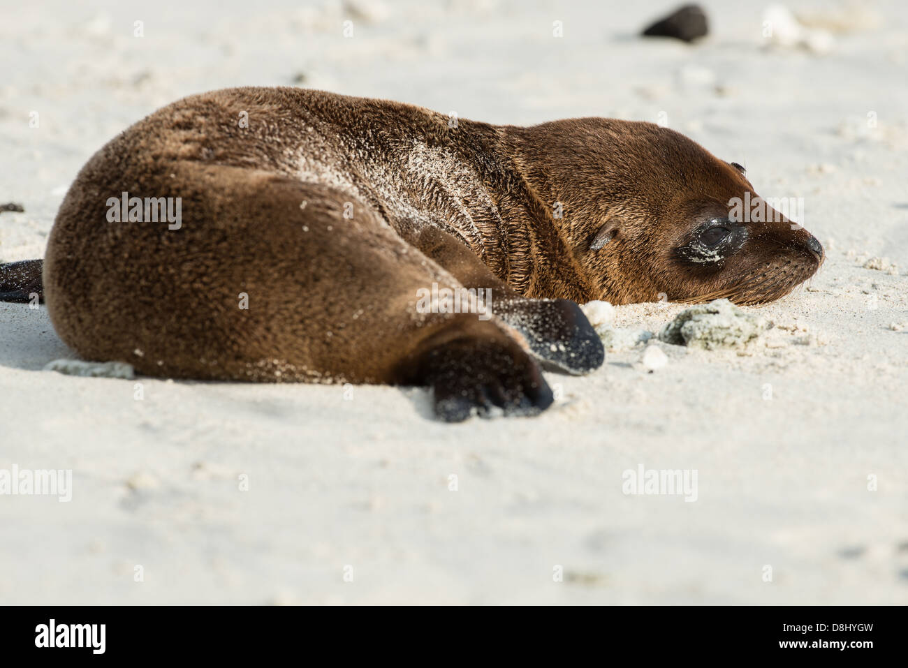 Sceau Galapagos lion pup sur la plage au chapeau chinois de l'île. Banque D'Images