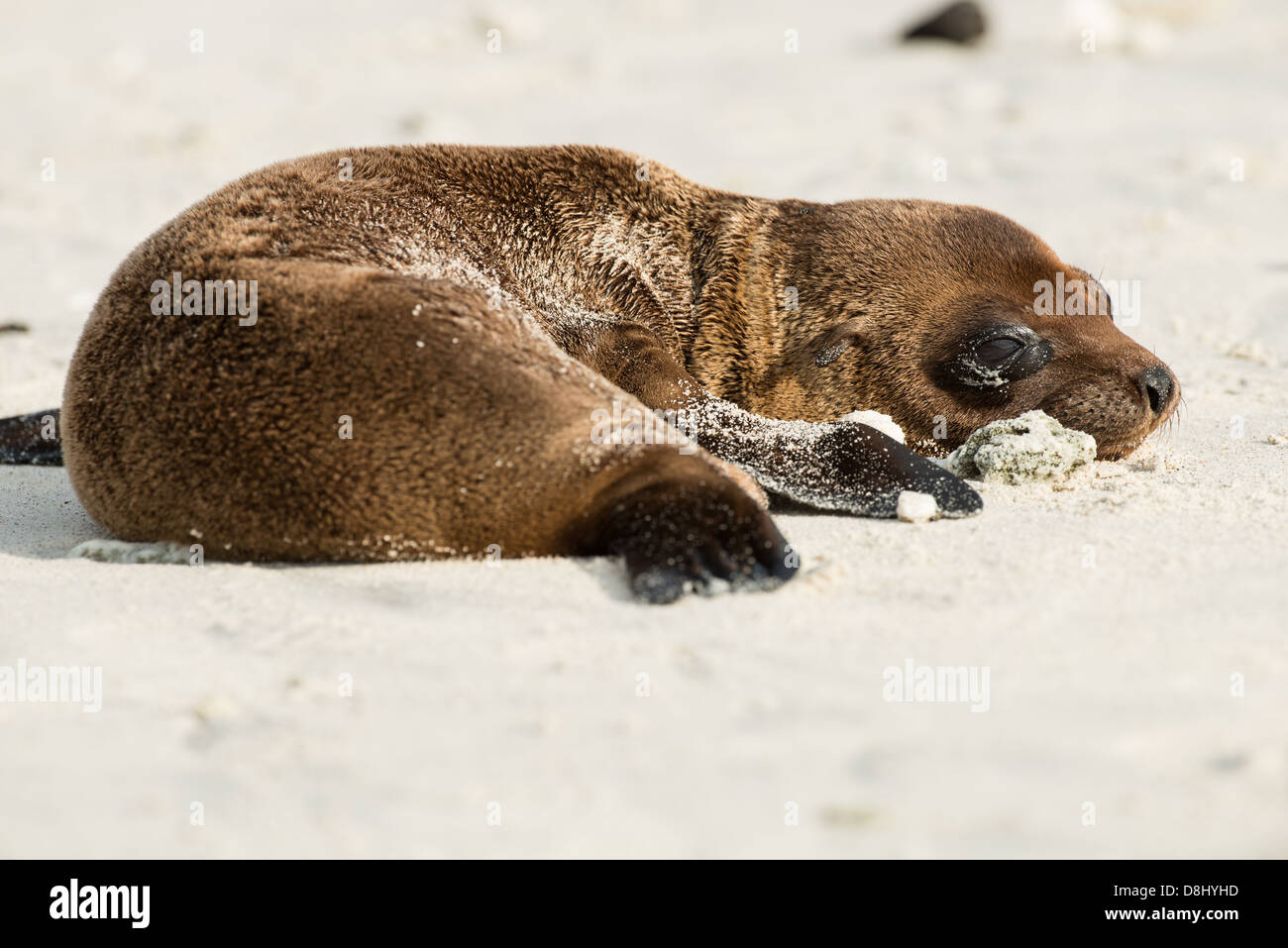 Sceau Galapagos lion pup sur la plage au chapeau chinois de l'île. Banque D'Images