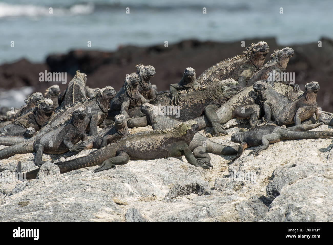 Groupe des îles Galapagos iguanes marins sur un rocher sur l'île de Fernandina. Banque D'Images
