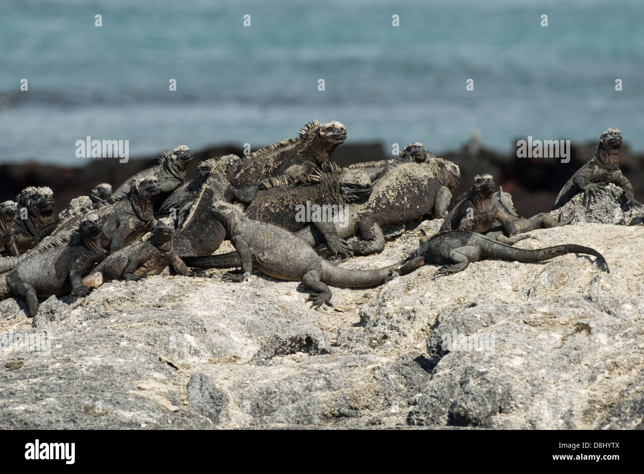 Groupe des îles Galapagos iguanes marins sur un rocher sur l'île de Fernandina. Banque D'Images