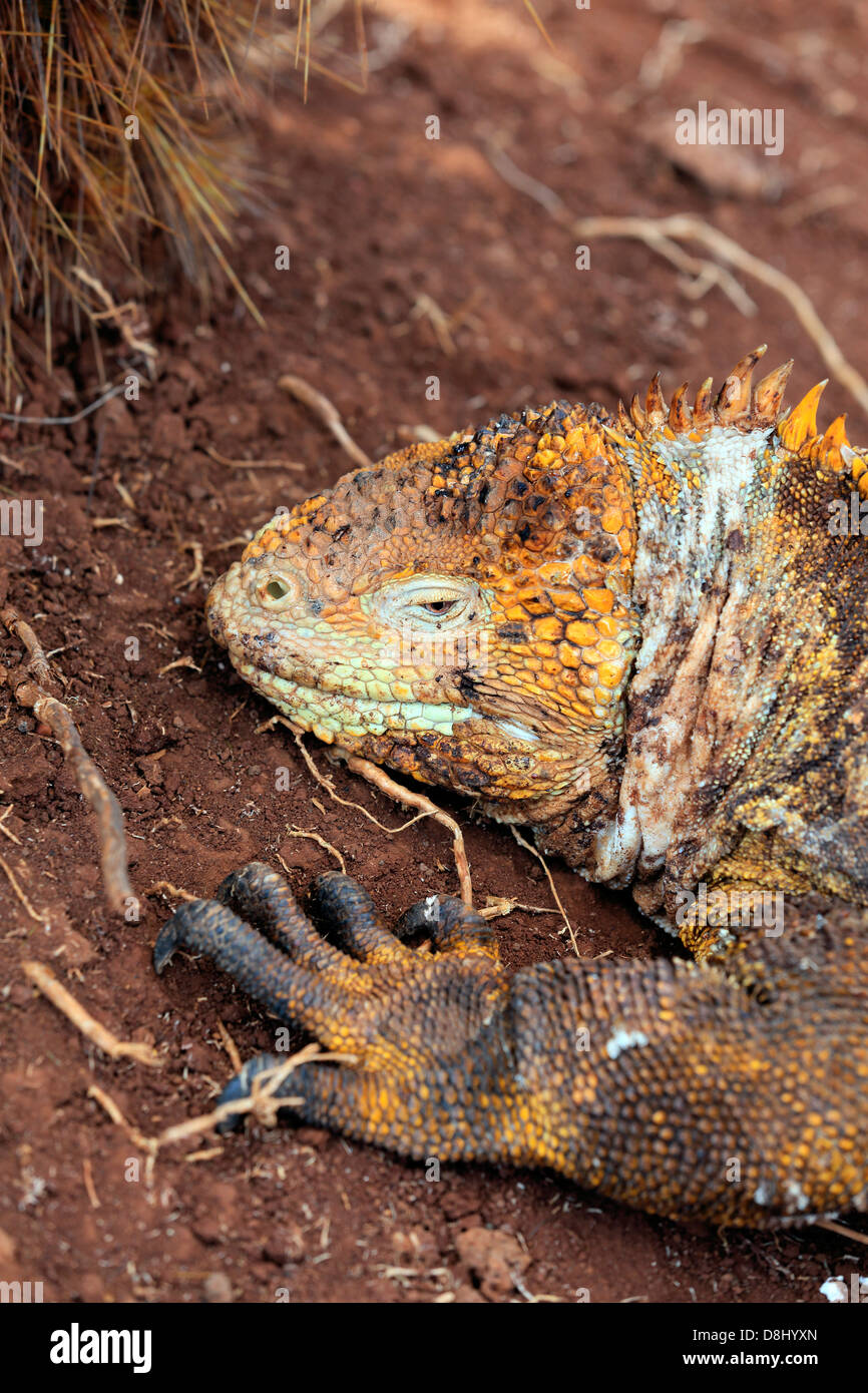 Iguane terrestre des Galapagos jaune détente, Îles Galápagos Banque D'Images