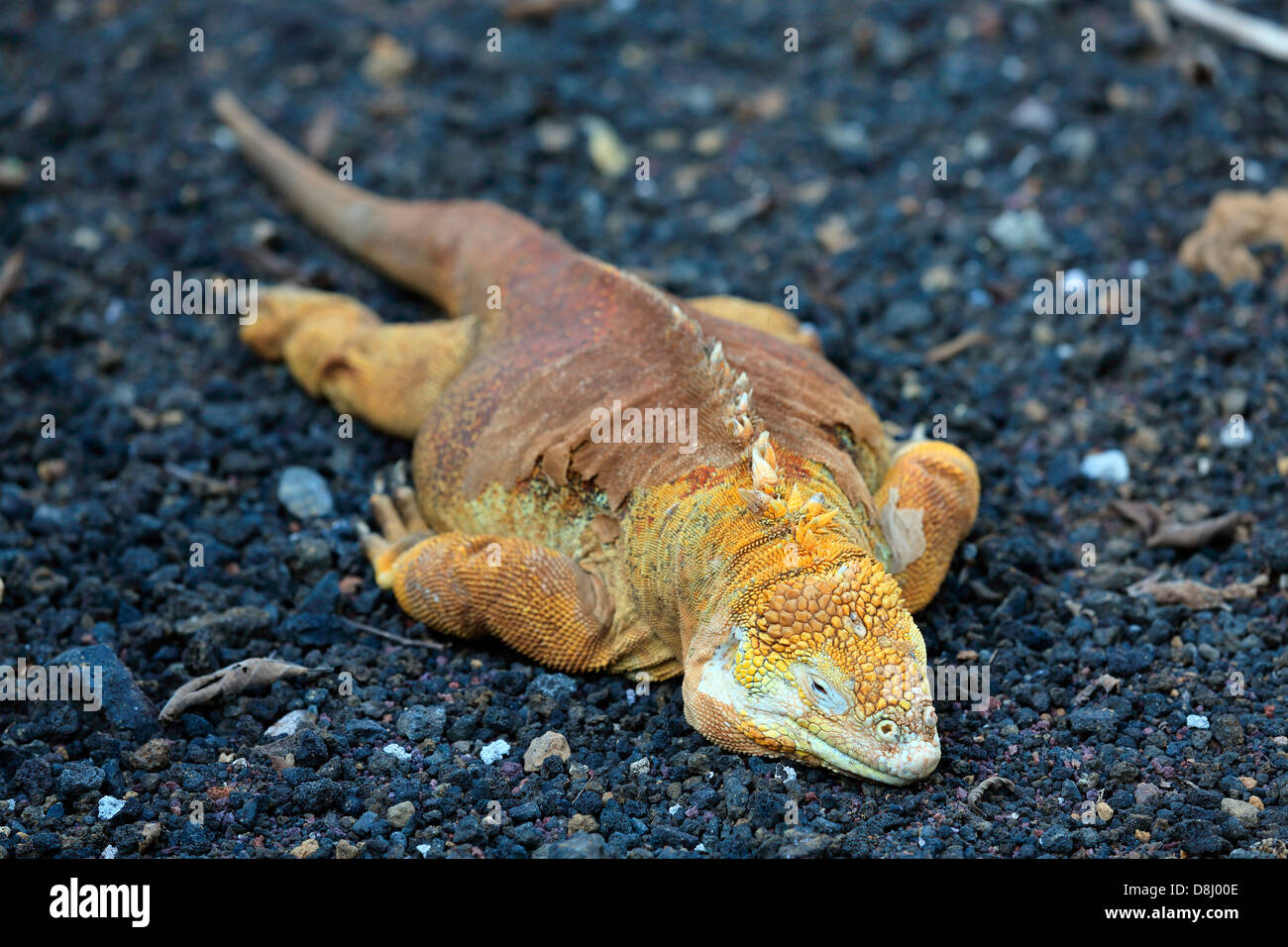 Iguane terrestre des Galapagos jaune détente, Îles Galápagos Banque D'Images