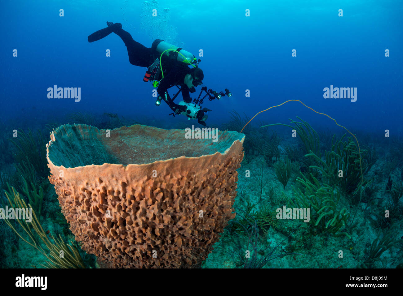 Un plongeur fait des vidéos du récif, près de Fort Lauderdale, Floride Banque D'Images