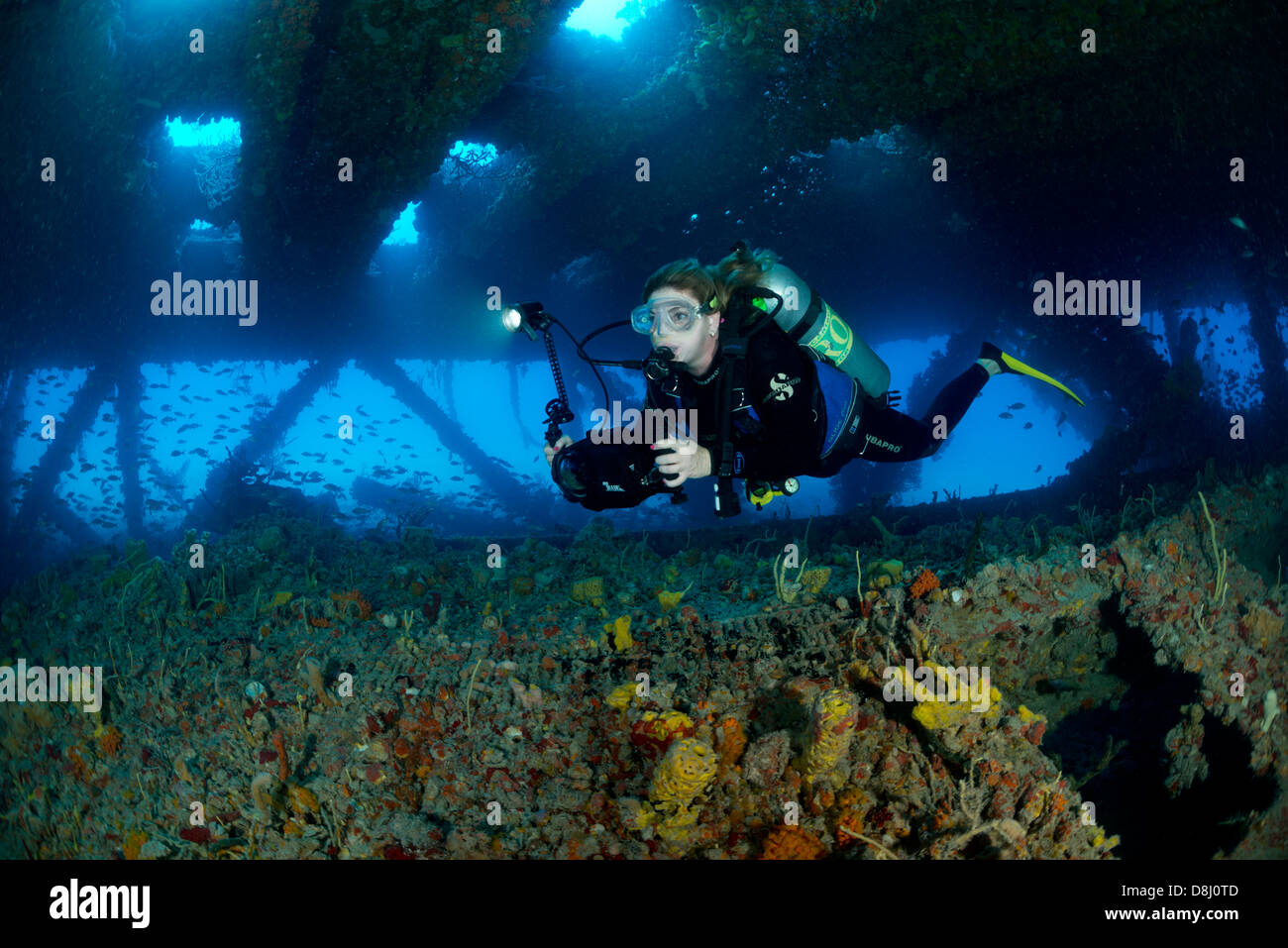 Une femelle de plongée sous marine nage dans le site de plongée de Tenneco Towers près de Fort Lauderdale, Floride Banque D'Images