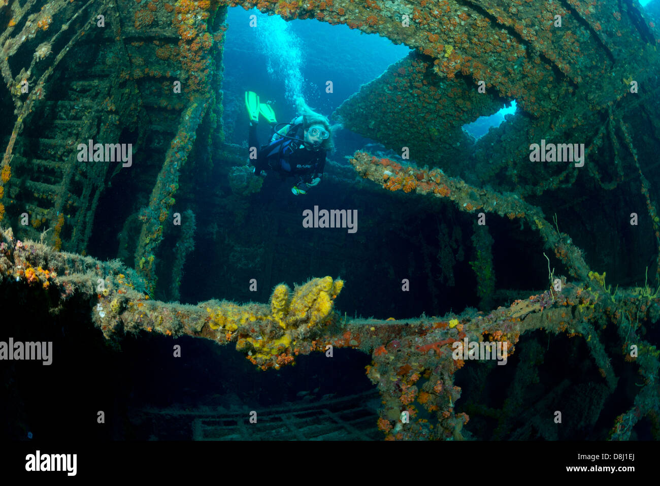 Une femelle de plongée sous marine entre dans une épave près de la côte de Pompano Beach, Floride Banque D'Images