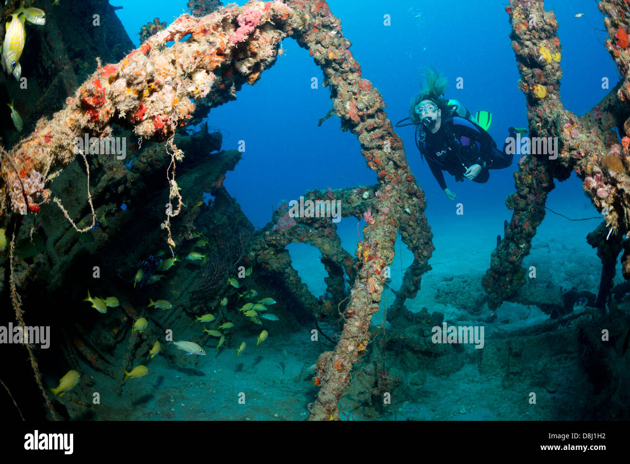 Une femelle de plongée sous marine à proximité de la structure d'une épave Banque D'Images