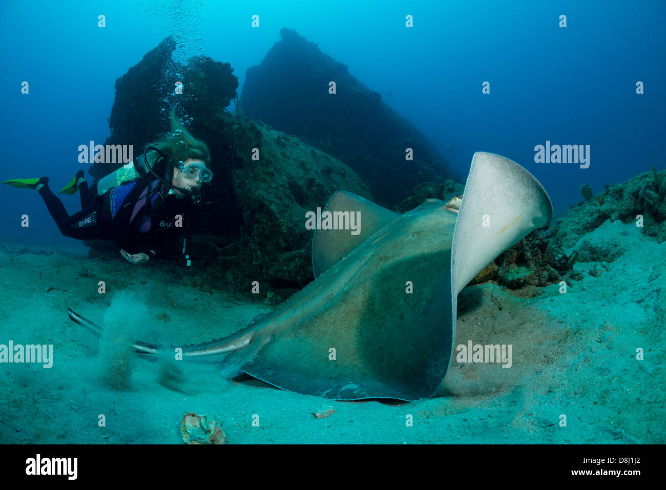 Une femelle de plongée sous marine à proximité d'un grand southern stingray Banque D'Images