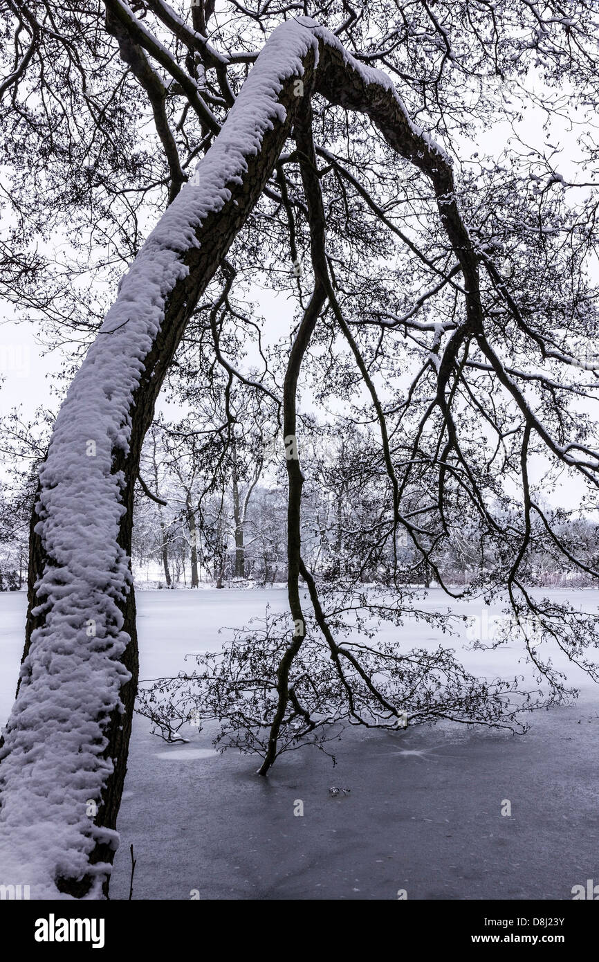 Branche d'un arbre enneigé en voûte lac gelé en hiver, Grantham, UK. Banque D'Images