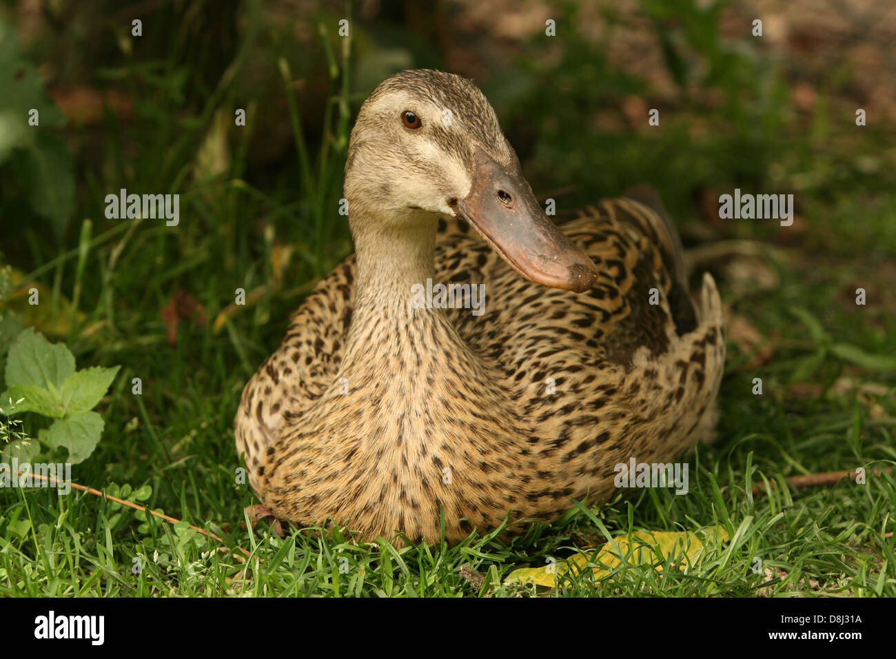 Canard coureur indien Banque D'Images