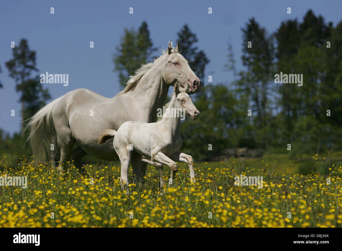 Poulain Akhal-Teke Banque D'Images