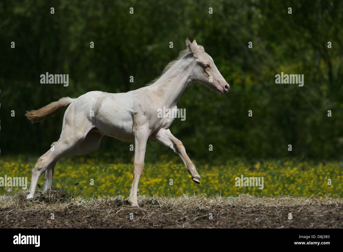Poulain Akhal-Teke Banque D'Images