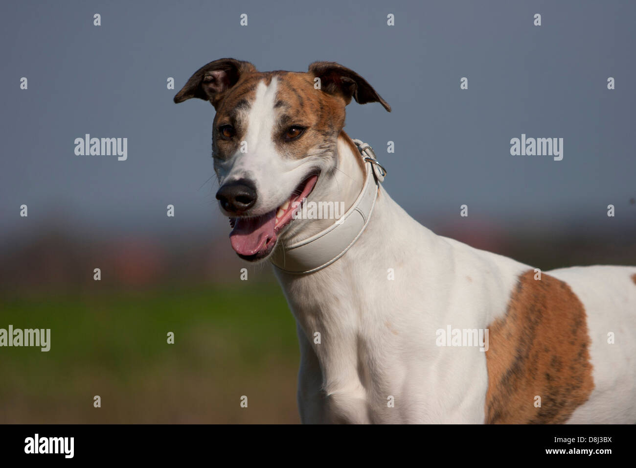Magyar agar dog Banque de photographies et d'images à haute résolution -  Alamy