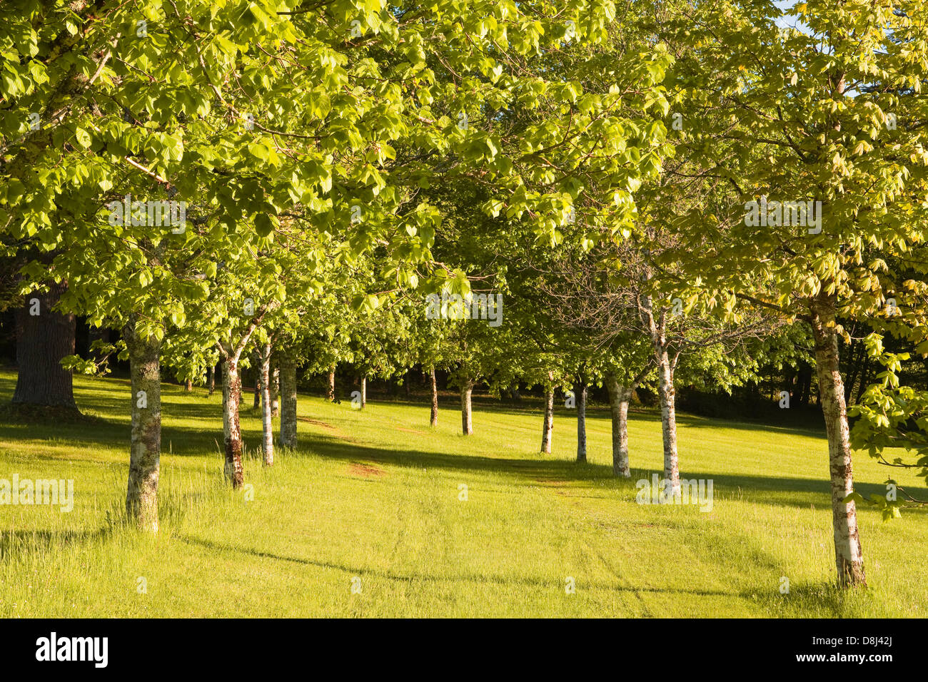 Une ligne d'arbres sur une pelouse bien entretenu. Banque D'Images