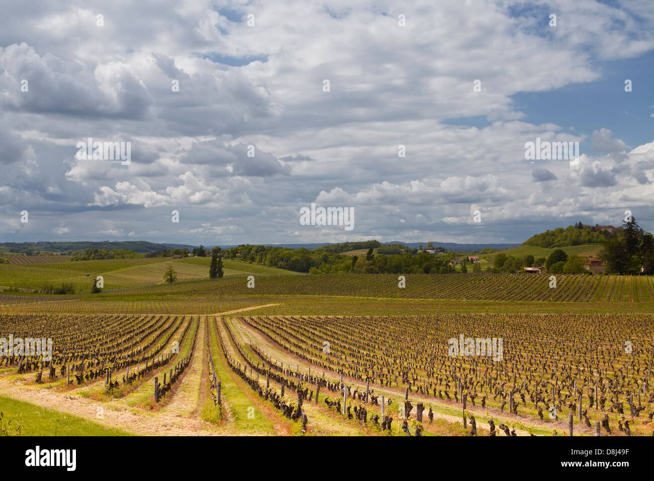 Vignobles de la région de Monbazillac de France. Banque D'Images