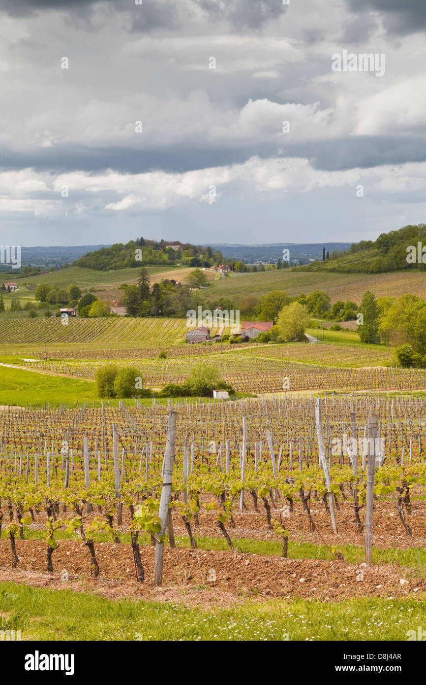 Vignobles de la région de Monbazillac de France. Banque D'Images