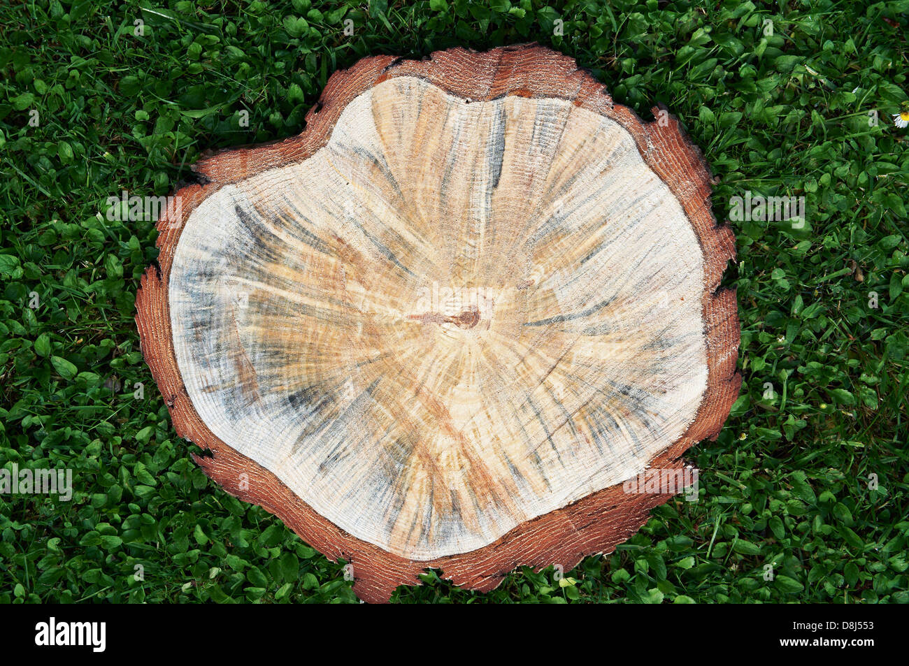 La coupe du bois, bagues, de texture, de pin (CTK Photo/Libor Sojka) Banque D'Images