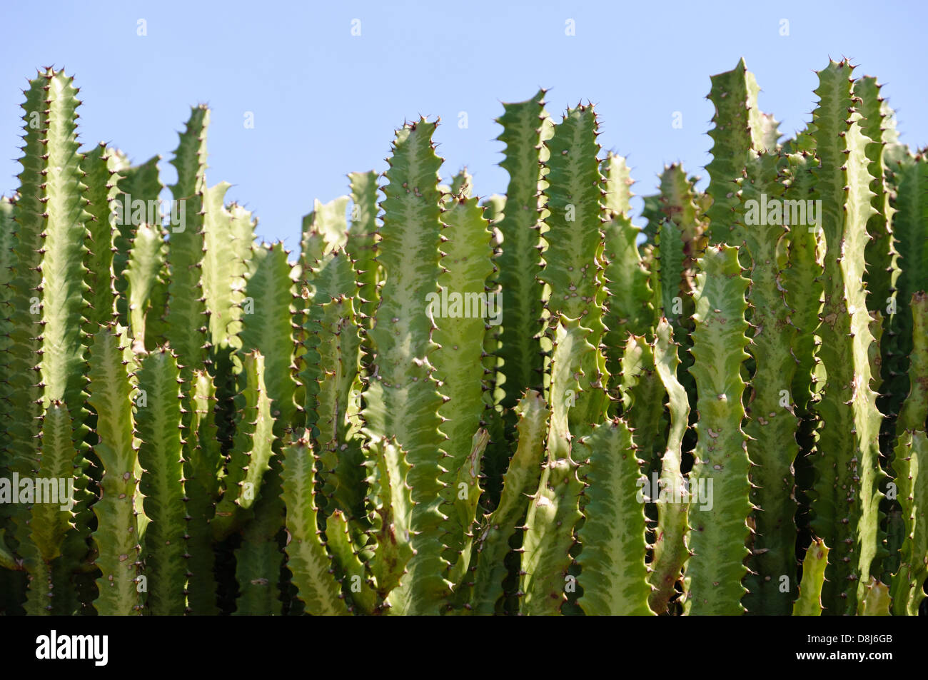 Cactus, Sancti Spiritus, Cuba, Caraïbes Banque D'Images