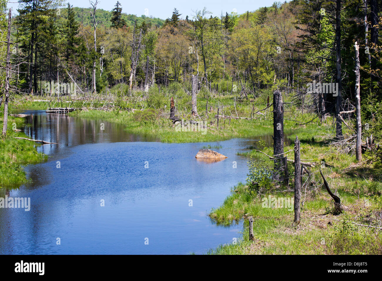 La fourche de la rivière dans l'Adirondack State Park. Banque D'Images