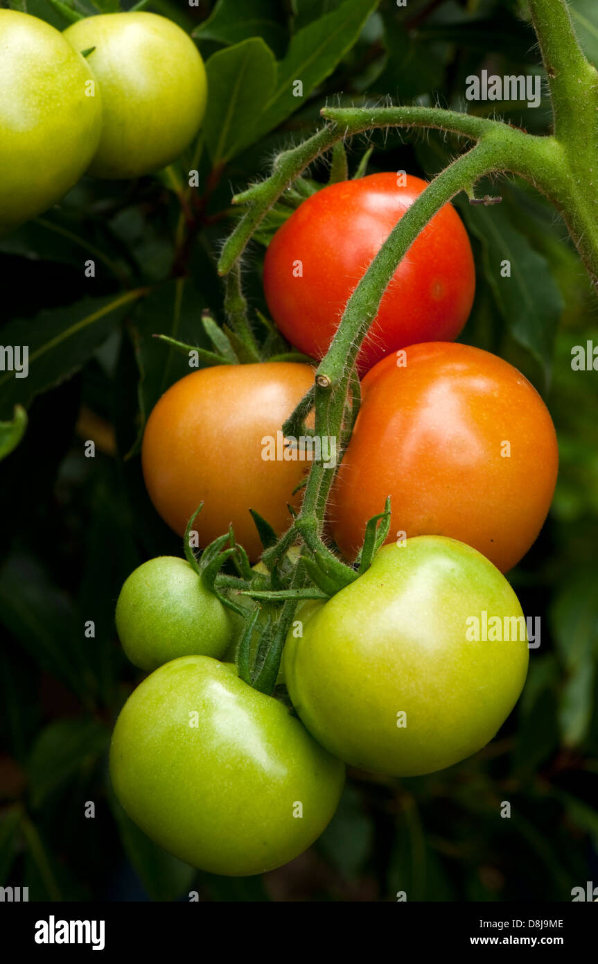 Close up image d'un plant de tomate montrant plusieurs couleurs différentes de fruits au cours des étapes de maturation. Banque D'Images