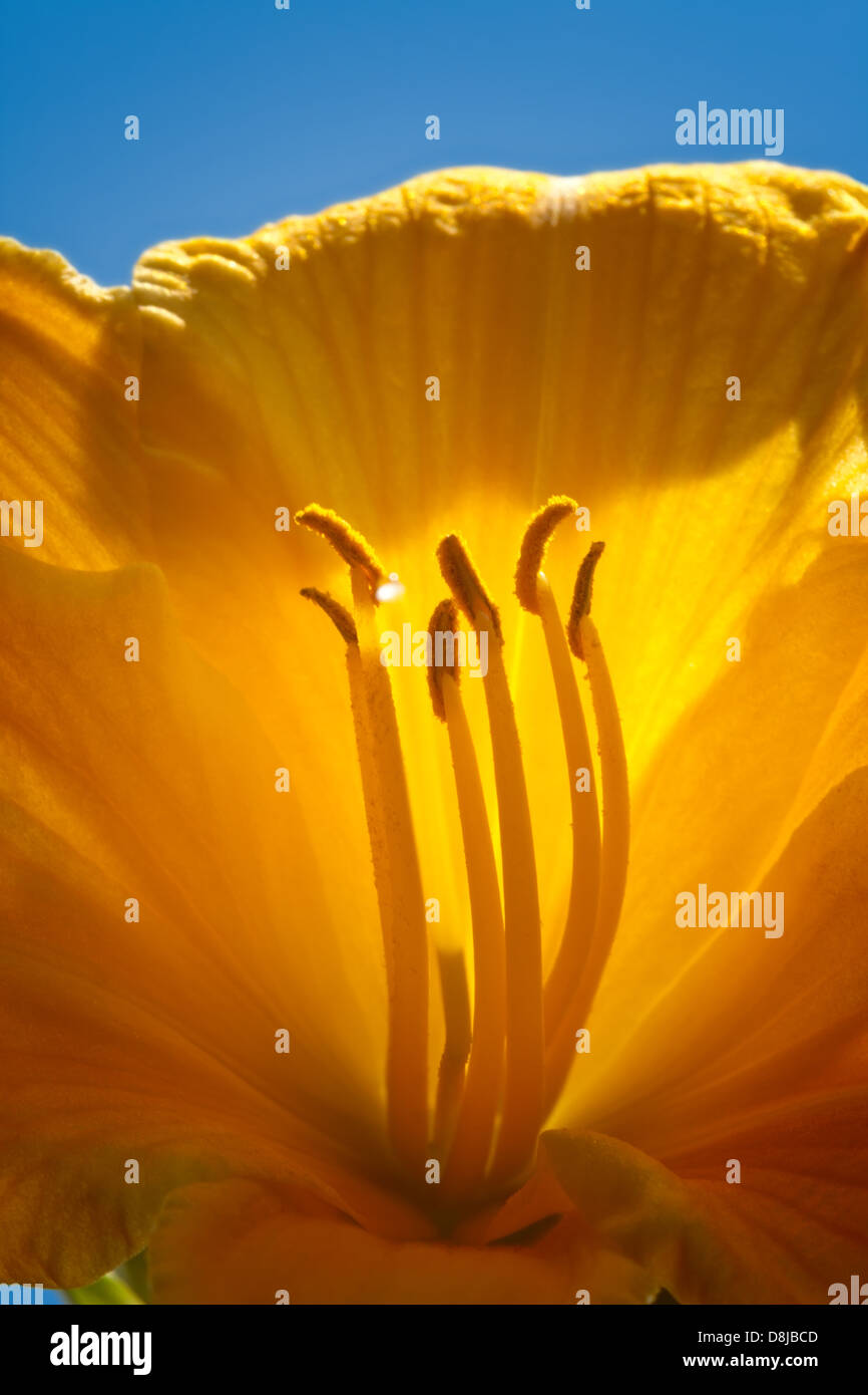 Lis du jour Banque D'Images