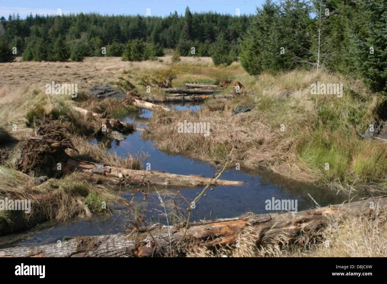 De grandes grumes ont été placées stratégiquement dans le chenal Red Creek afin d’améliorer l’habitat local du poisson. Cet effort de conservation vise à fournir des abris et des aires de reproduction aux espèces de poissons de l'écosystème du ruisseau. Banque D'Images