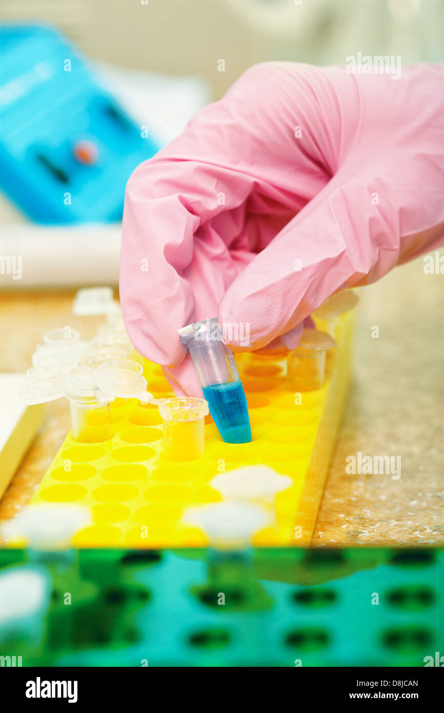 Gros plan de la main du scientifique en rose gant de protection en mettant des échantillons dans test tube rack Banque D'Images