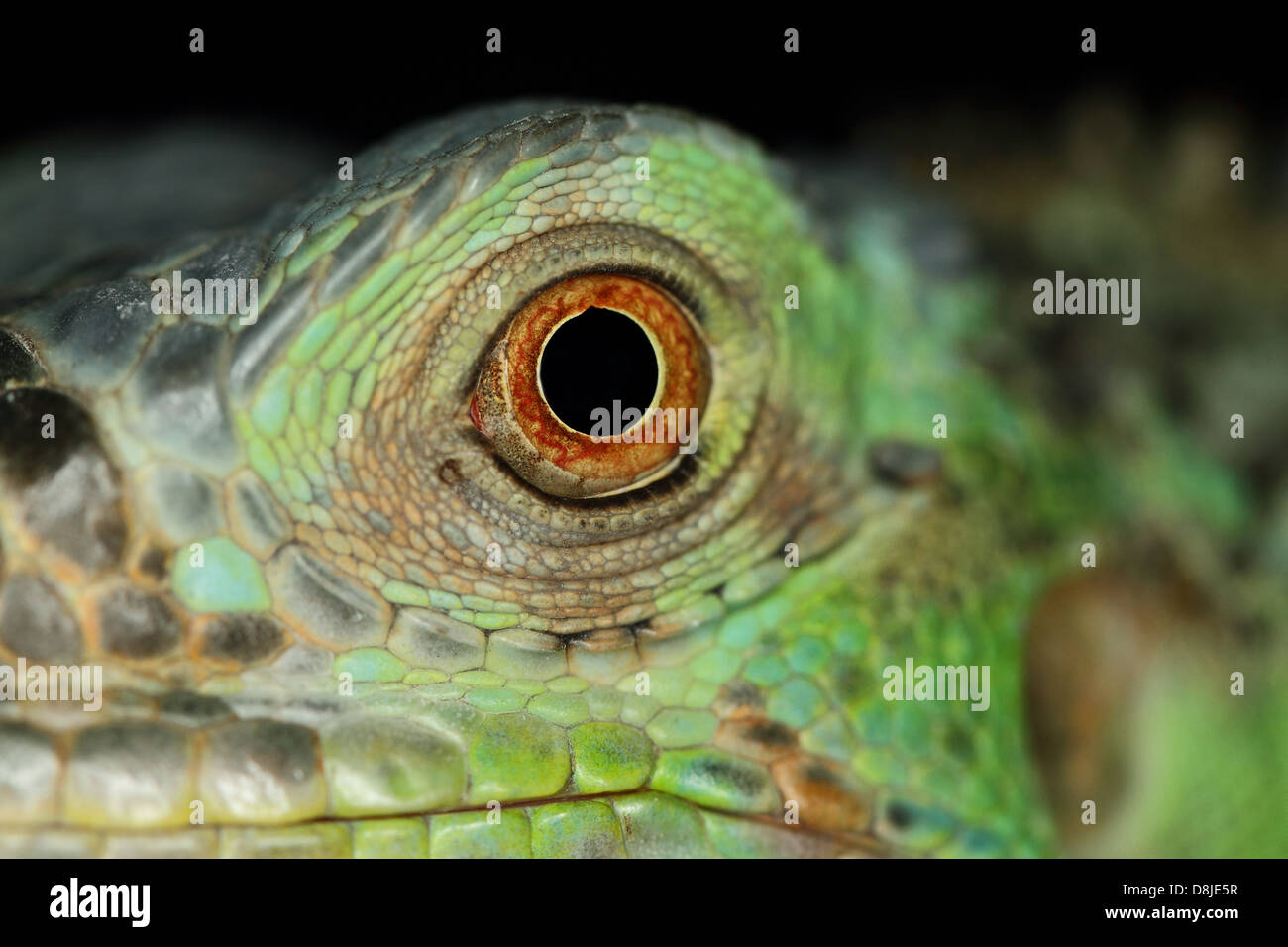 Une macro d'un fantastique green iguana eye Banque D'Images