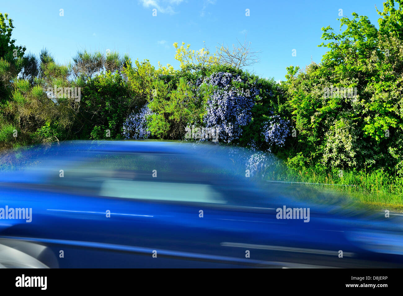 Voiture bleue sur une route voiture bleue sur une route avec le flou, route bordée d'une haie d'arbustes à fleurs bleues. Banque D'Images