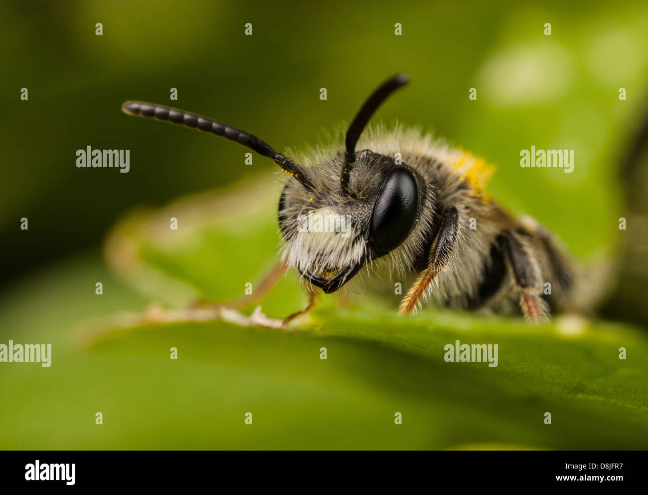 Exploitation minière - abeille mâle Andrena chrysosceles Banque D'Images