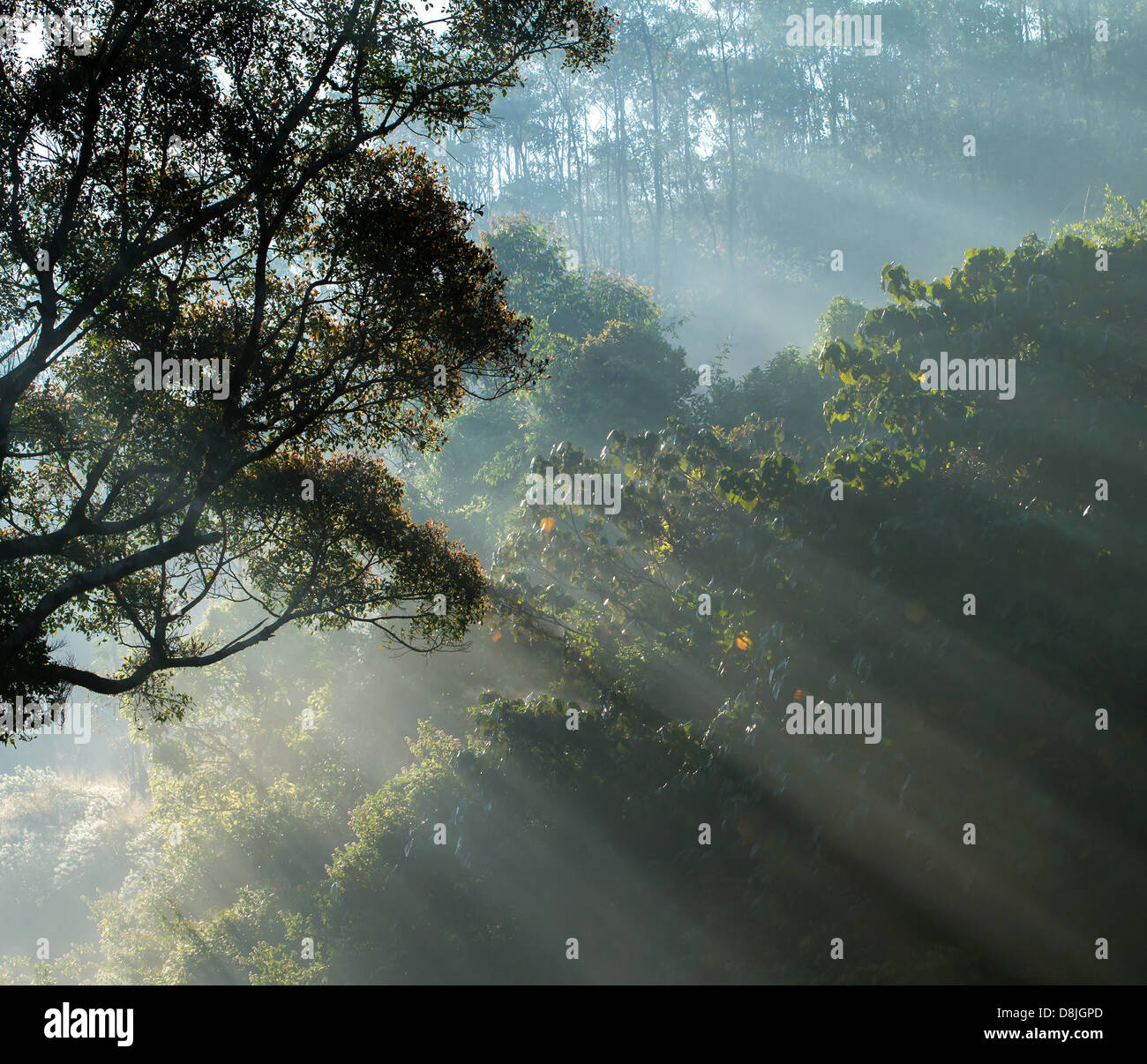 La lumière du soleil qui grâce à la feuille de l'arbre vert Banque D'Images