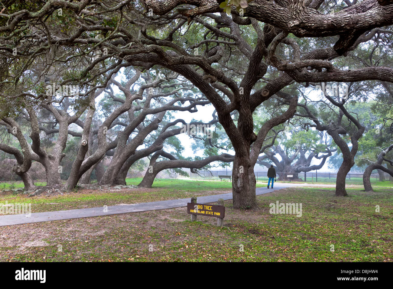 Coastal Live Oaks, parc national de Goose Island. Banque D'Images