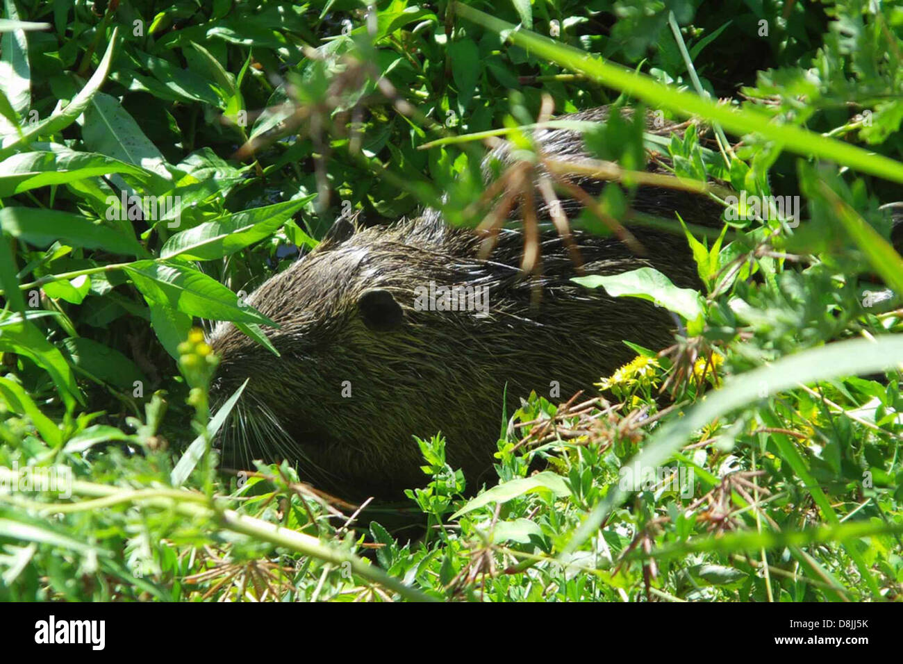 Le Nutria (Myocastor coypus) est un grand rongeur semi-aquatique originaire d'Amérique du Sud. Connu pour ses pieds palmés et sa fourrure épaisse, les nutriments se trouvent souvent dans les milieux humides et sont considérés comme une espèce envahissante dans de nombreuses régions. Banque D'Images