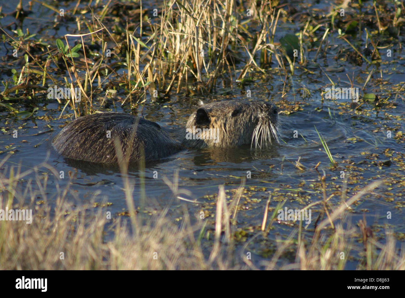 Un nutriment (Myocastor coypus), un rongeur semi-aquatique, vu dans une petite zone dégagée au milieu d'une végétation épaisse près de l'eau. Connu pour sa grande taille et sa fourrure dense, les nutriments se trouvent souvent dans les milieux humides et les marais. Banque D'Images