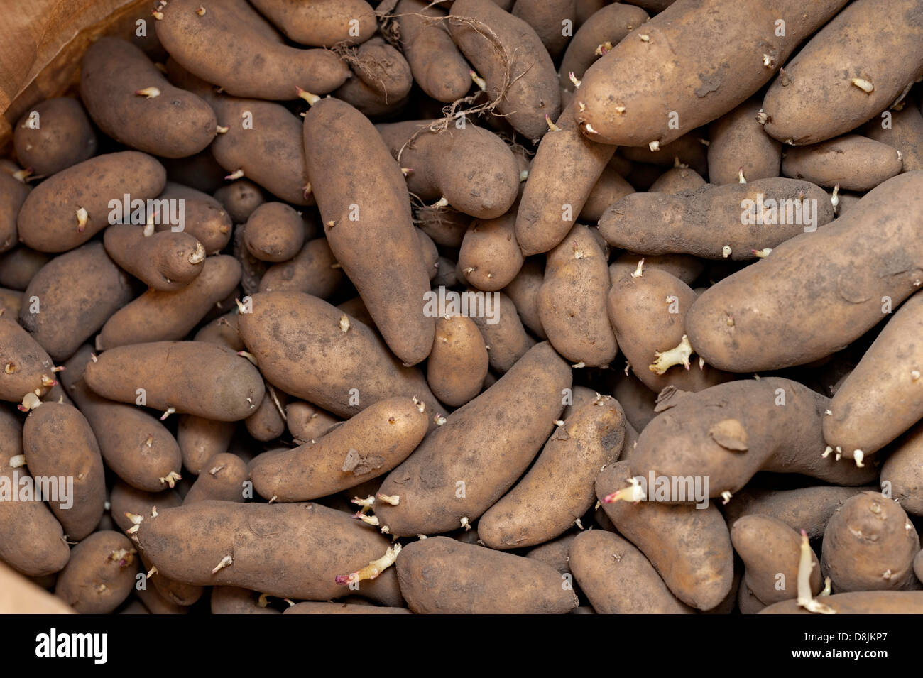 La germination des pommes de terre dans un sac en papier dans un abri de jardin Banque D'Images