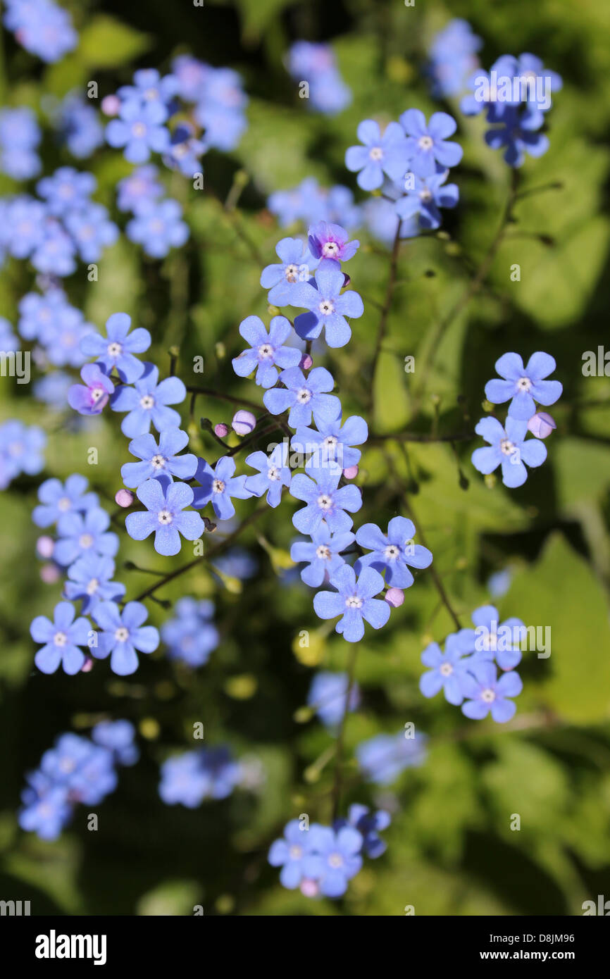 Forget-me-not Myosotis sp. Banque D'Images