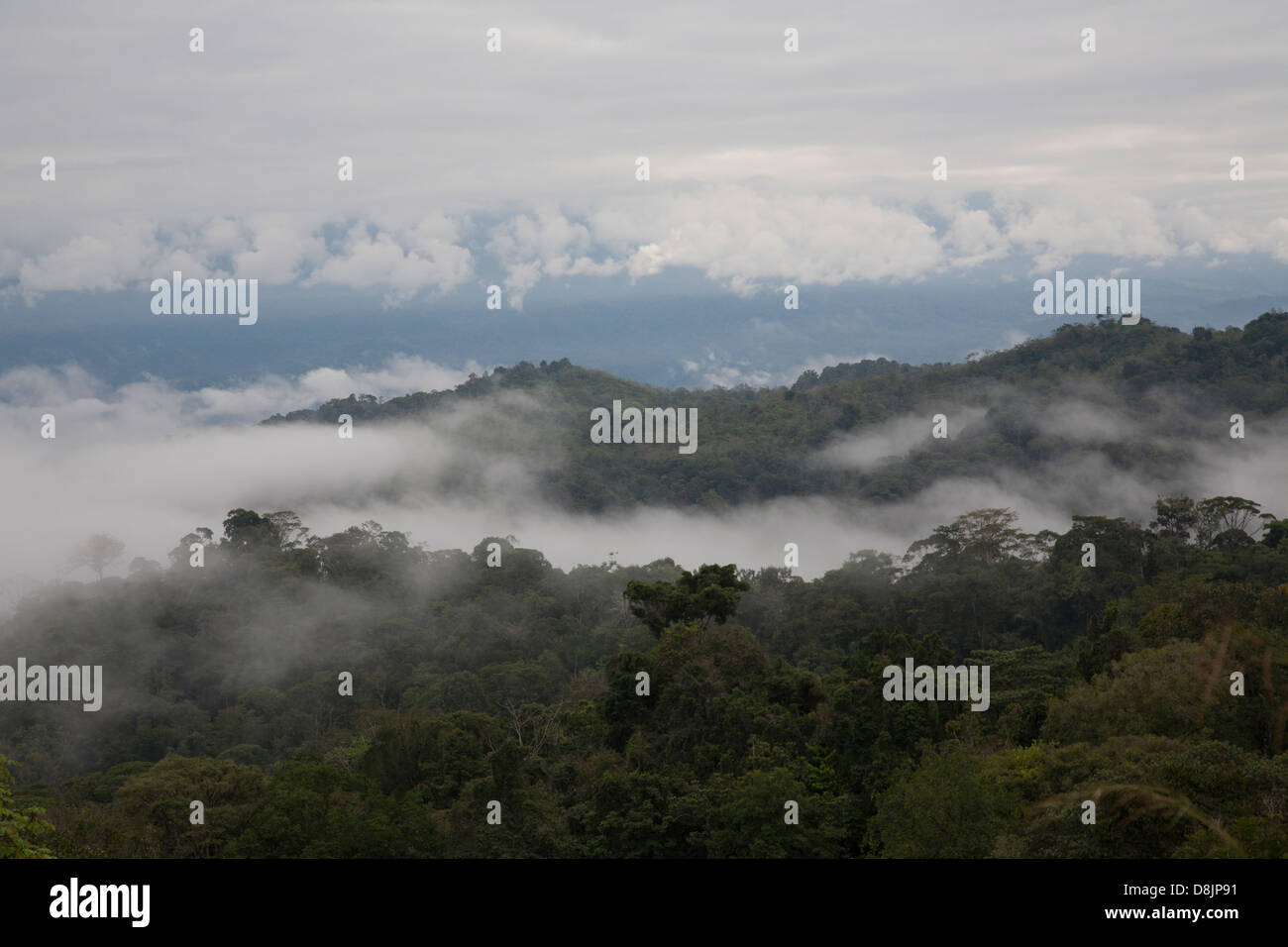 Forêt de nuages, Valle Central, Highlands, Costa Rica Banque D'Images