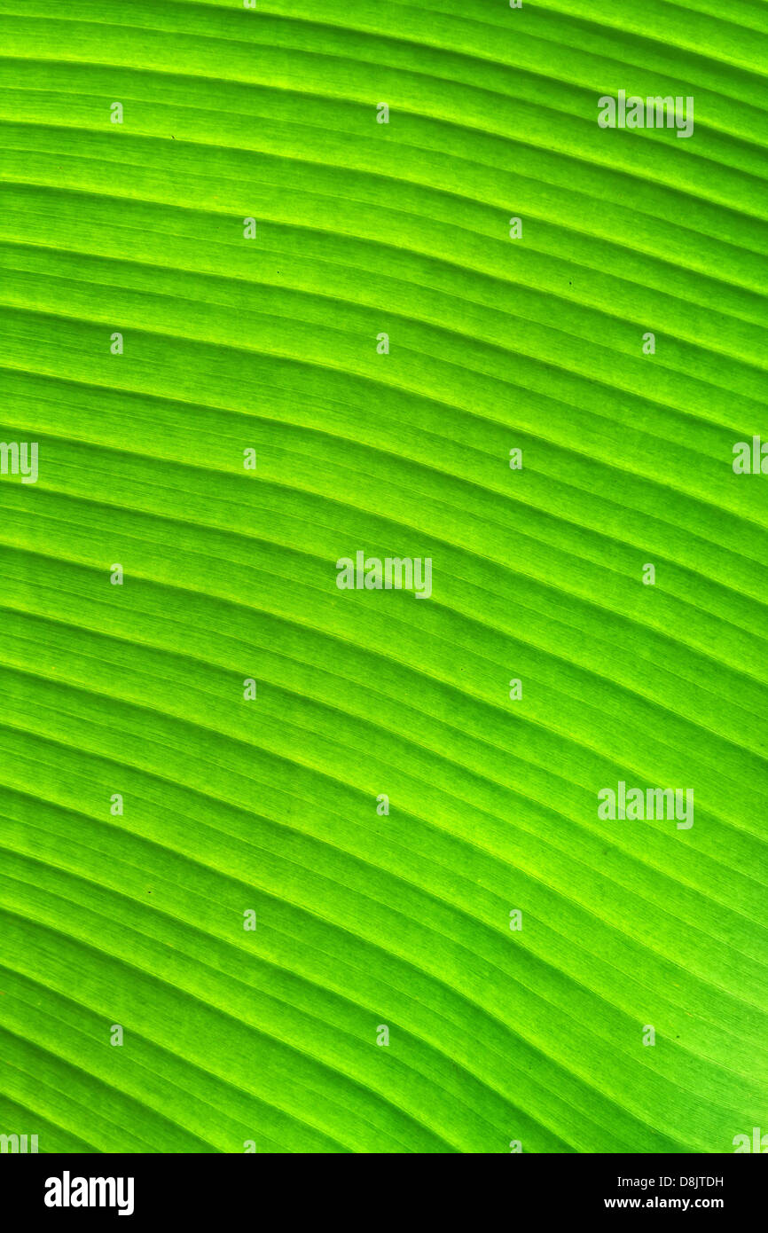 La feuille de banane verte texture background Banque D'Images