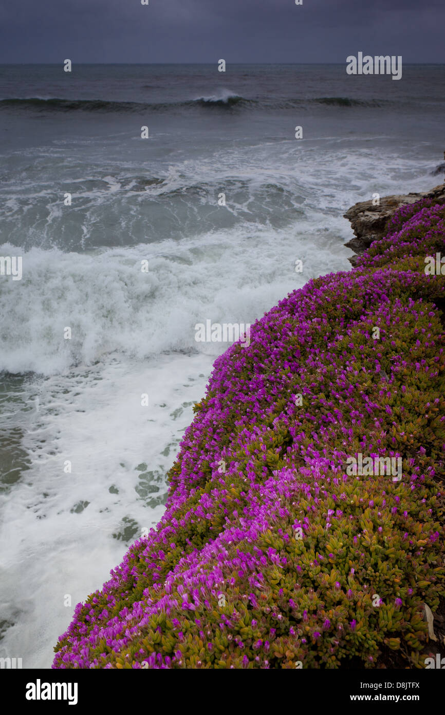 Fleurs violettes sur la côte du Pacifique à Santa Cruz, Californie, États-Unis. Banque D'Images