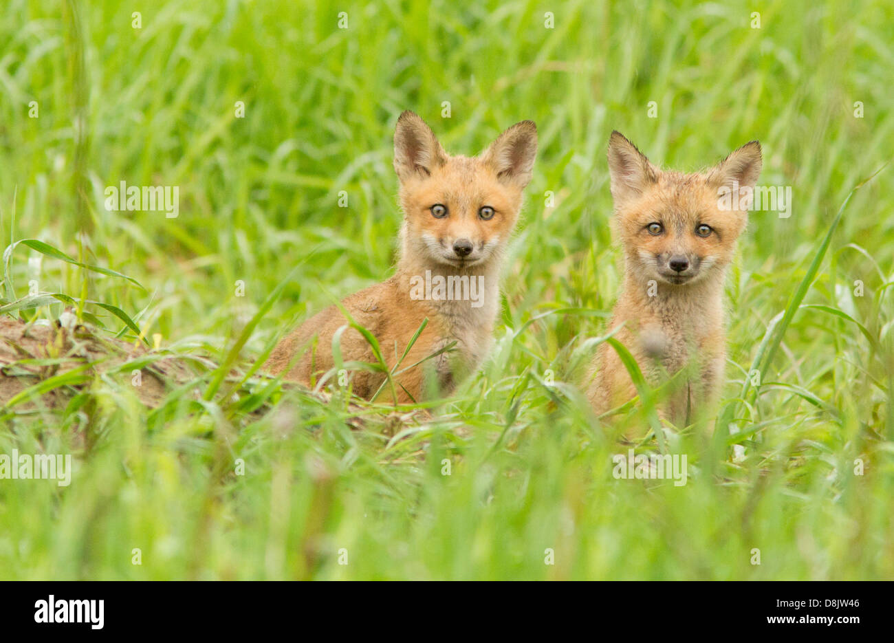 Red Fox (Vulpes vulpes) dans les mauvais jours. Banque D'Images