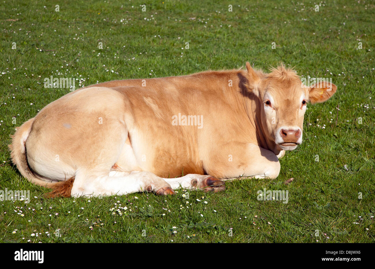 Vache Marlow UK Banque D'Images