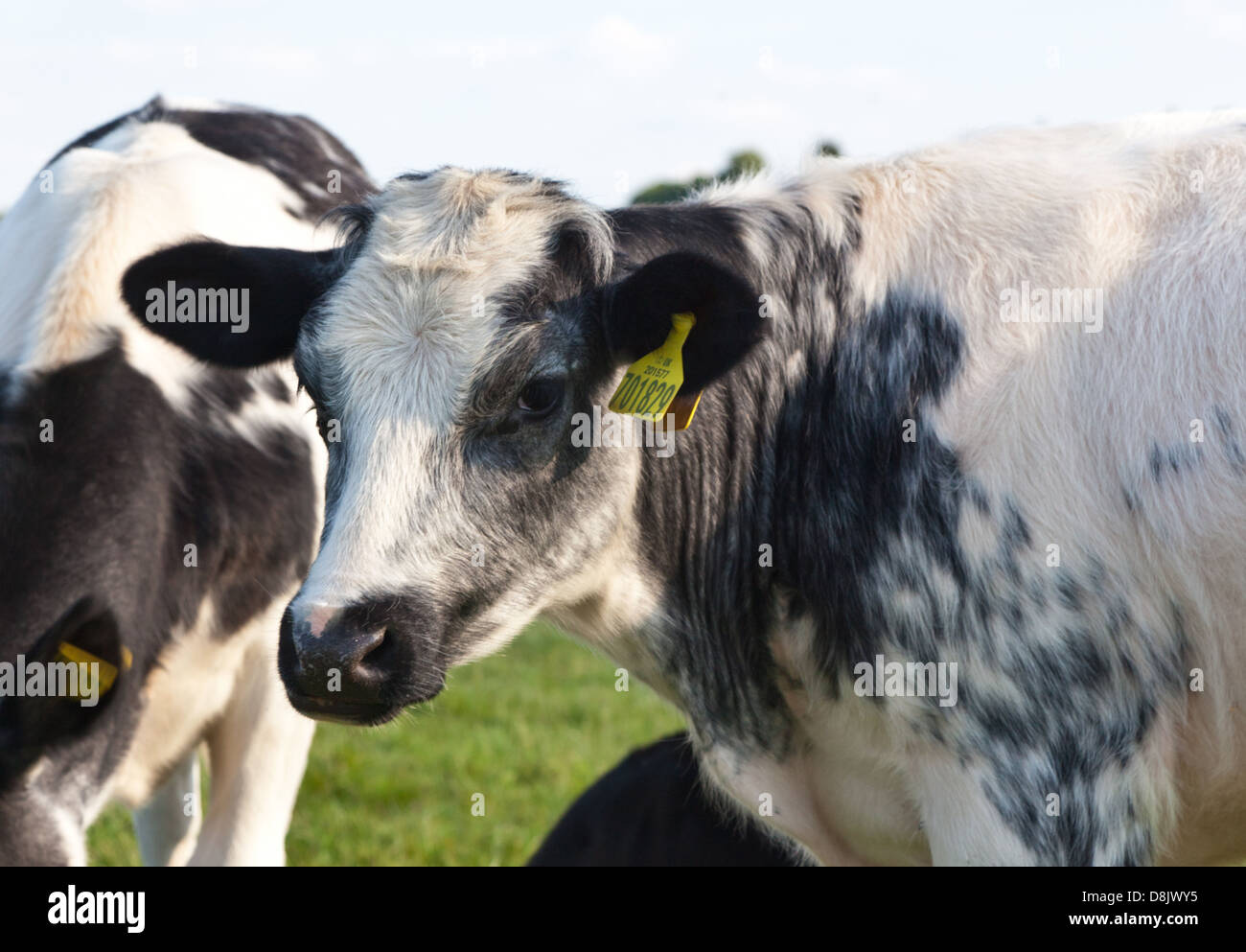 Vaches Marlow UK Banque D'Images