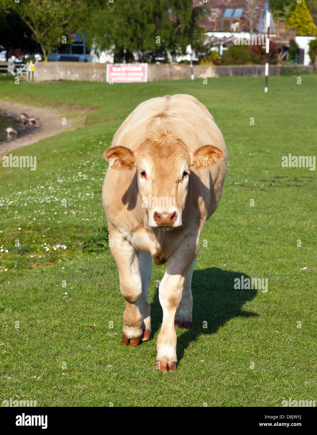 Vache Marlow UK Banque D'Images