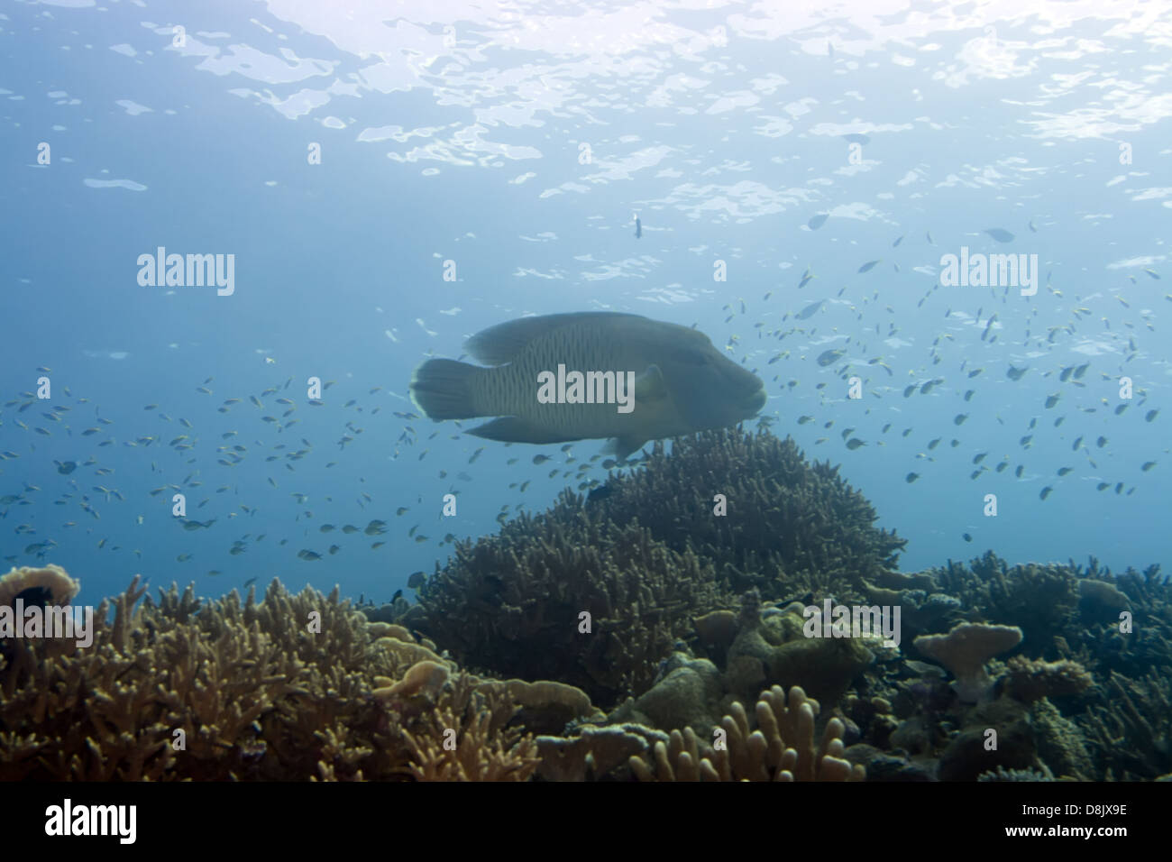 Uderwater Napoléon poissons tropicaux. Banque D'Images