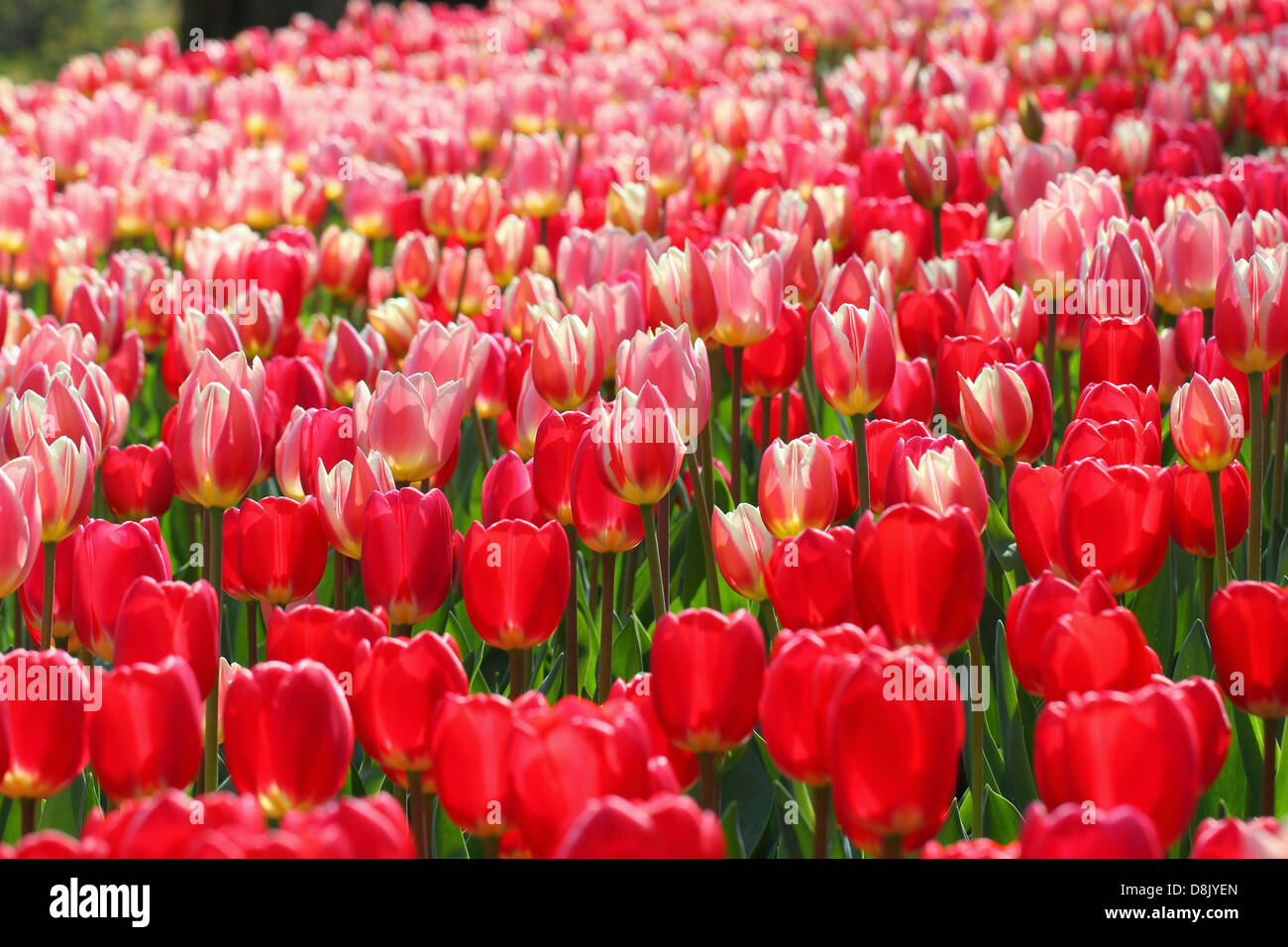 Champ de tulipes rouges et roses au printemps Banque D'Images