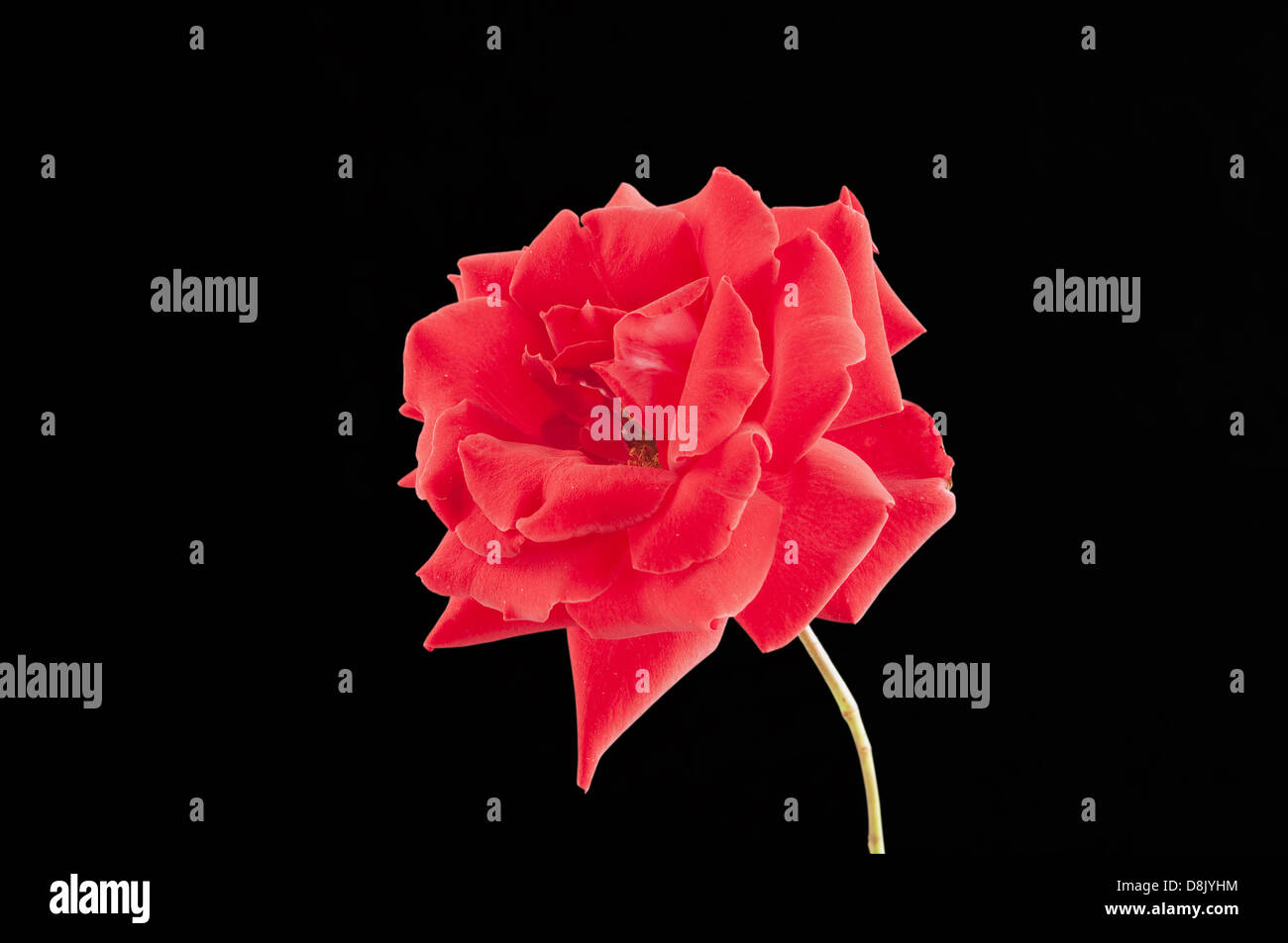 Rose rouge isolé sur fond noir Banque D'Images