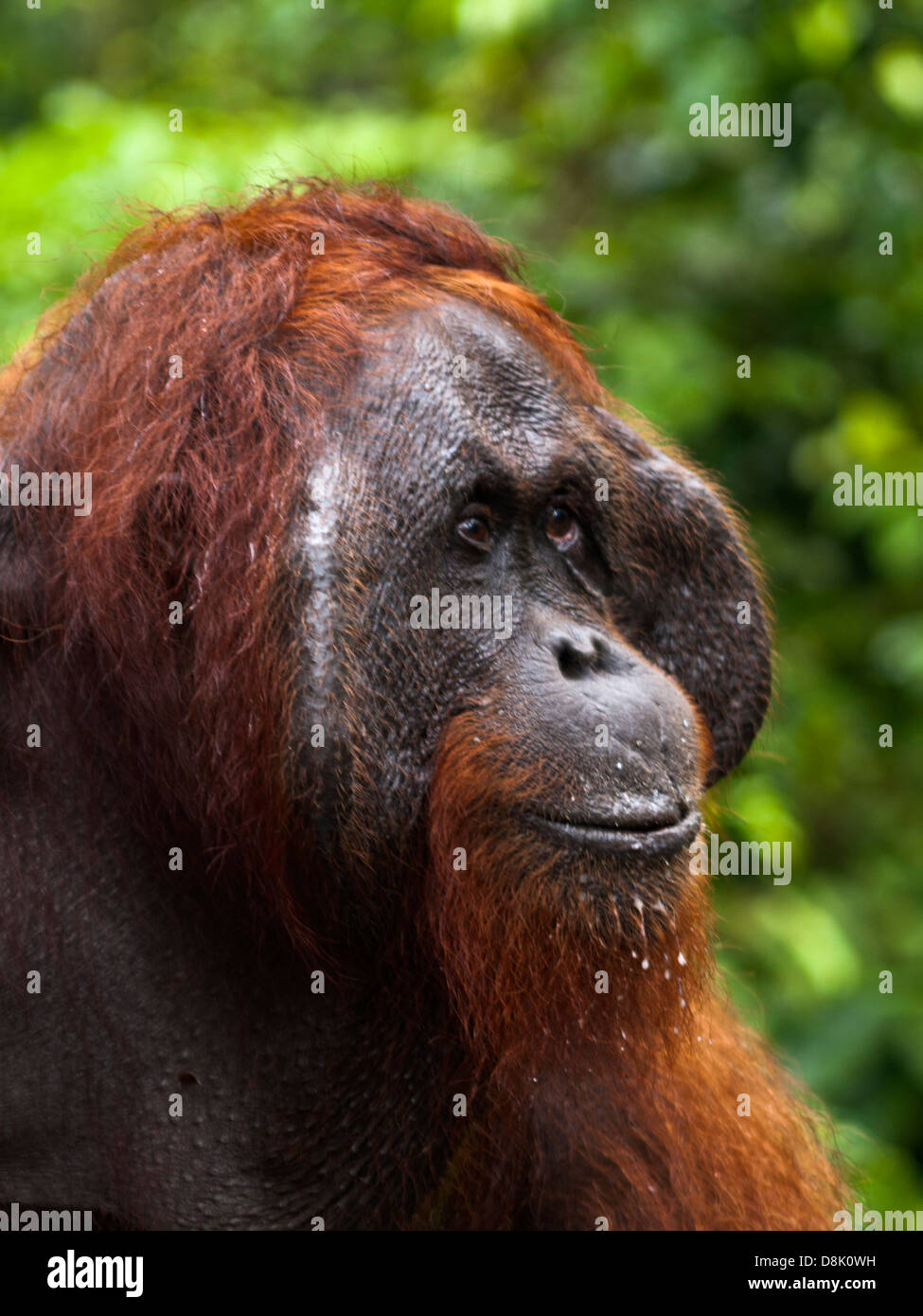 L'orang-outan mâle face closeup Banque D'Images