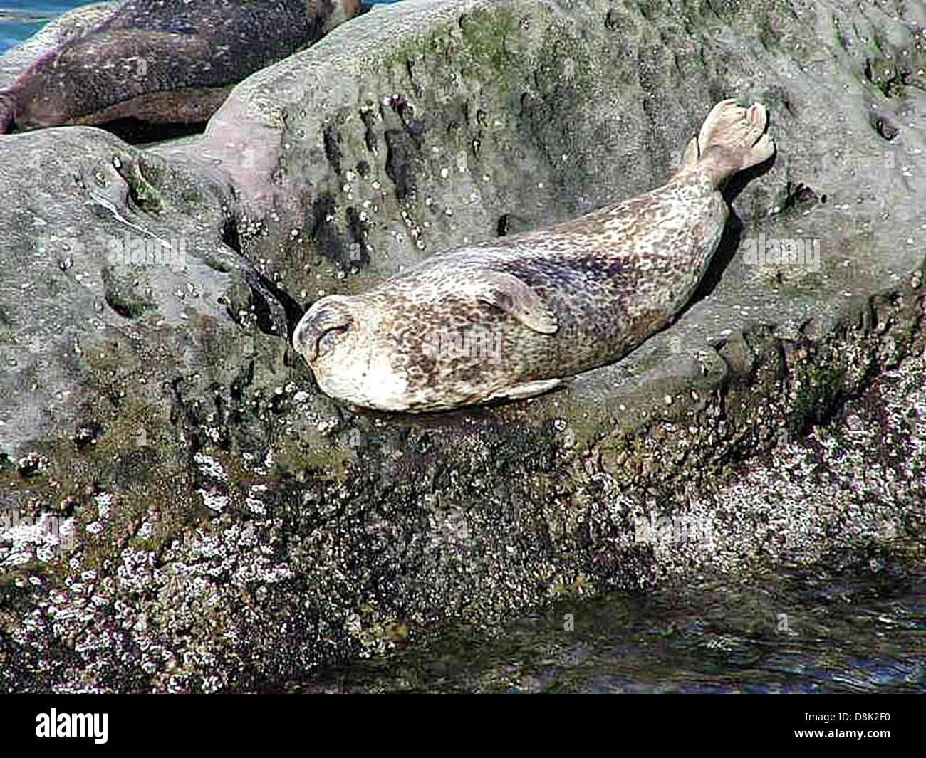 Les phoques reposent sur des roches couvertes de bernacles dans un environnement océanique. L'image capture l'habitat naturel des phoques, avec la vie marine clairement visible sur les rochers, et l'océan en arrière-plan. Banque D'Images
