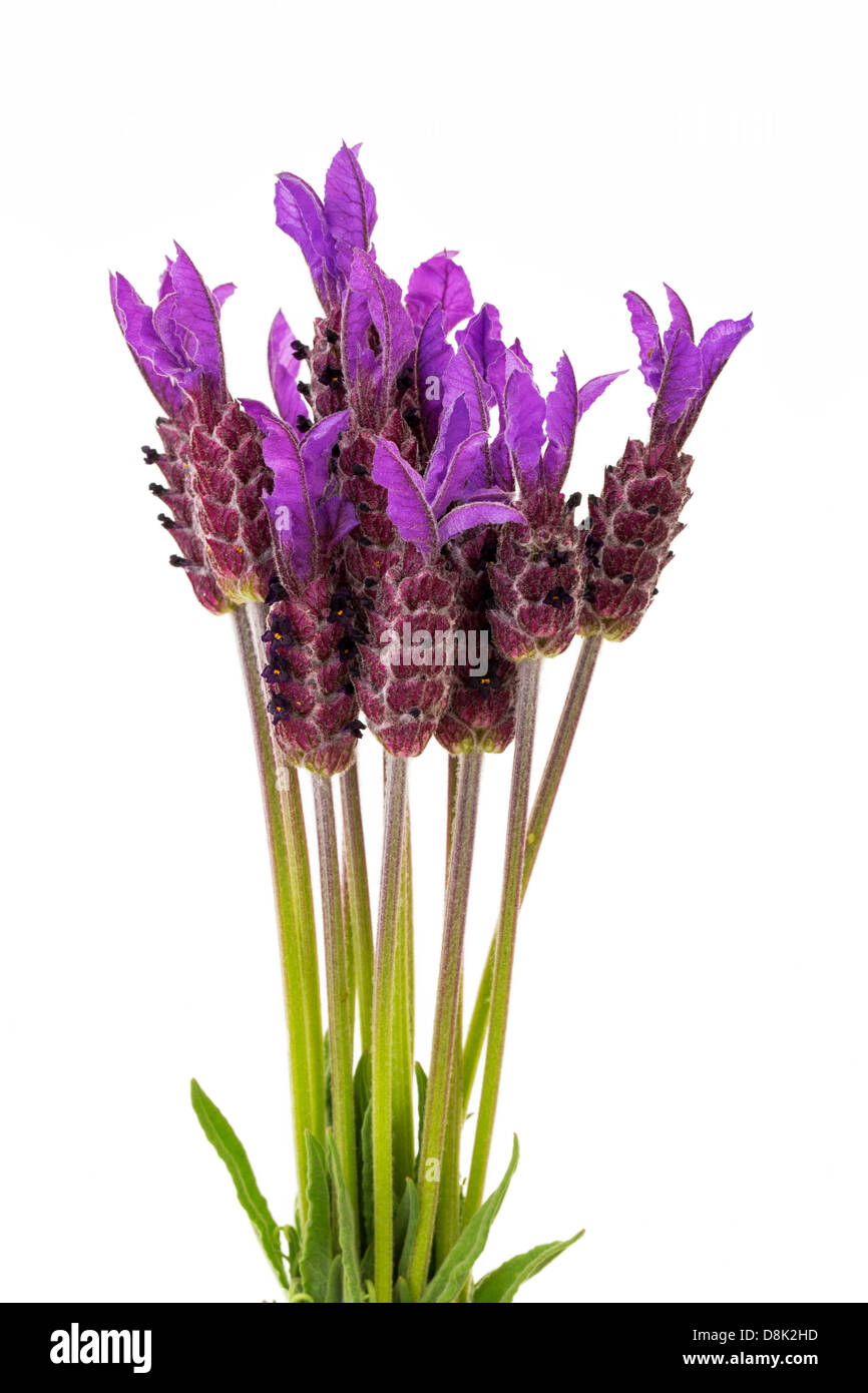 Fleurs Lavande à violet sur fond blanc, Lavandula stoechas Banque D'Images