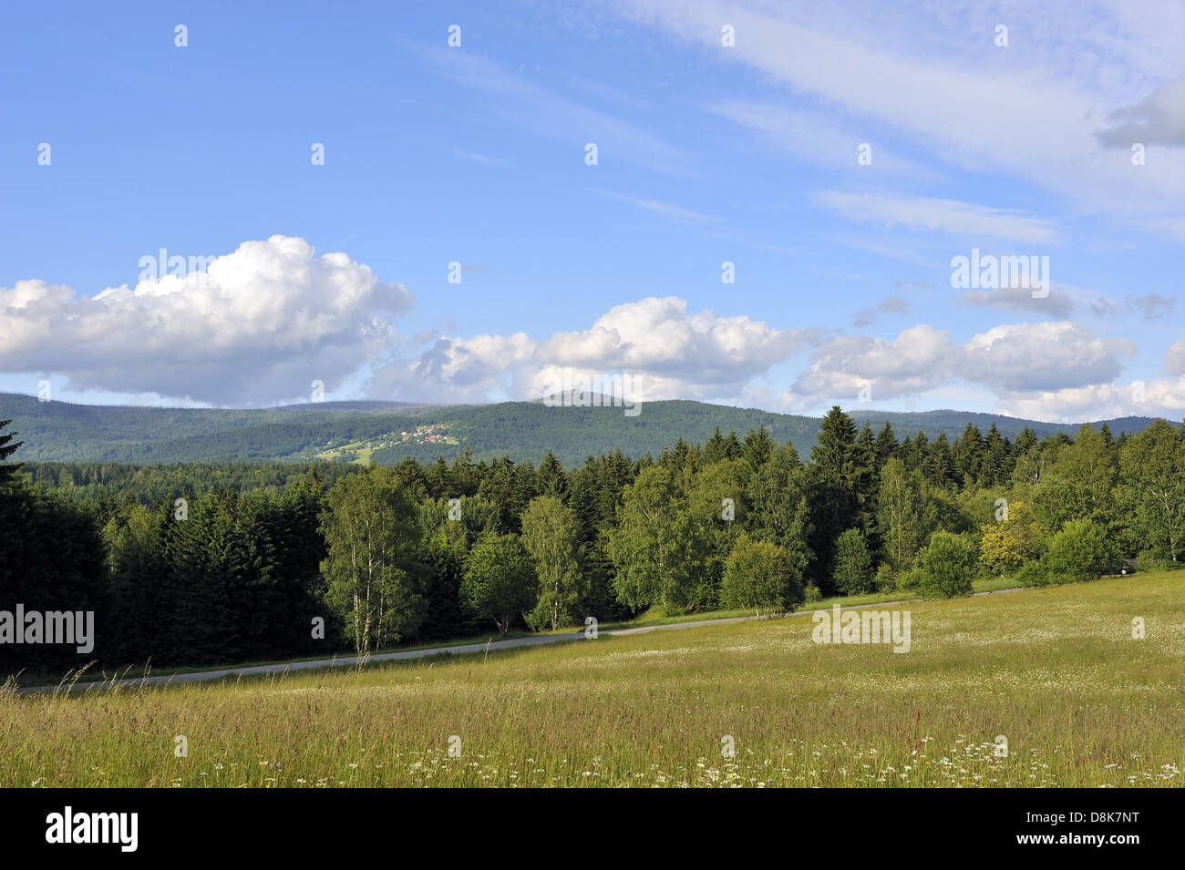 Forêt bavaroise Banque D'Images