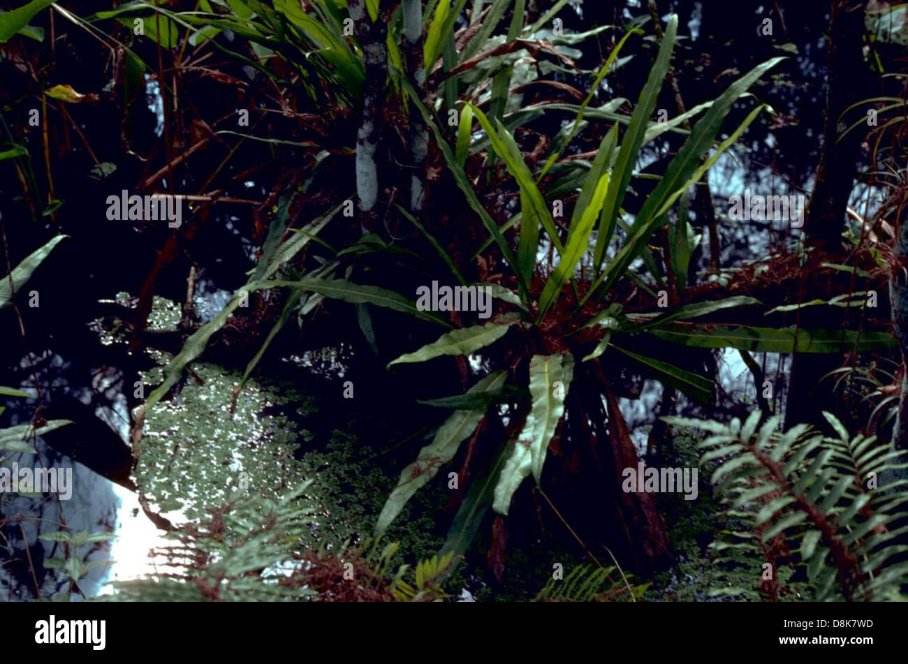 Un gros plan de la fougère à bandoulière (Dictymia mckeei Tindale), une espèce unique connue pour ses feuilles allongées en forme de bandoulière. Il pousse généralement dans des habitats spécifiques et est apprécié pour son apparence distincte dans les collections de fougères et les études botaniques. Banque D'Images